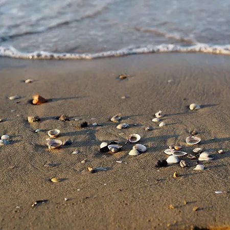 New Vibrant In * Bibione